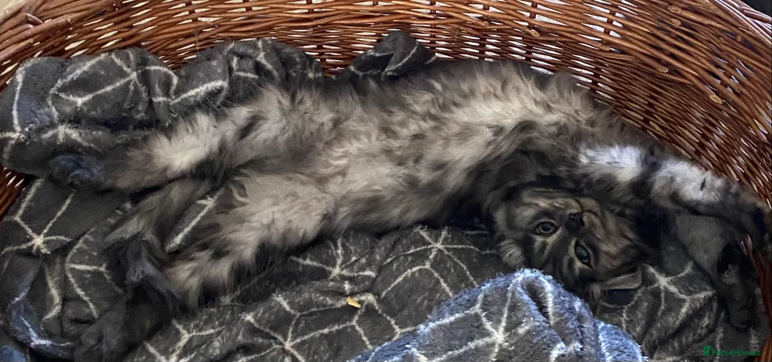 Mixed Breed cats for sale: Long haired ghost grey kittens  - Advert 12