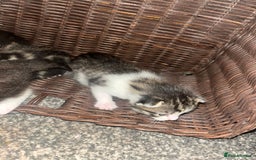 British Shorthair cats for sale: Kittens for rehoming - Advert 4