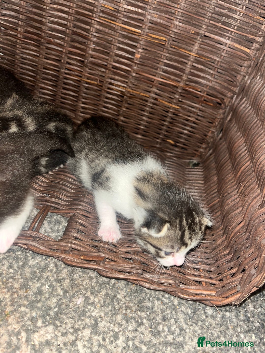 British Shorthair cats for sale: Kittens for rehoming - Advert 4