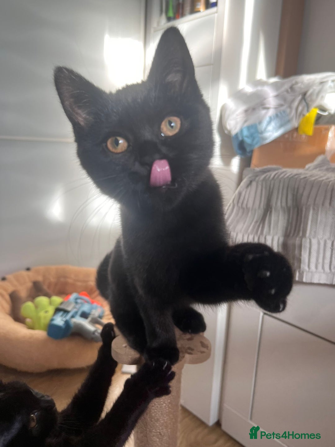 Mixed Breed cats for sale: Adorable fluffy kittens ready for loving home - Advert 7