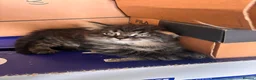 Mixed Breed cats for sale: Kittens long haired half ragdoll  - Advert 26