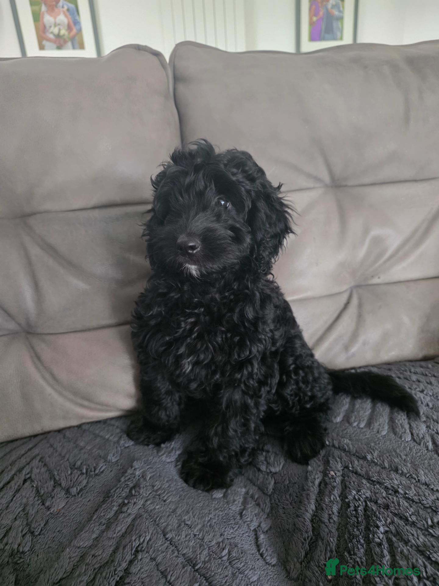 Cockapoo dogs Hawarden puppies 🐶  - Advert 2