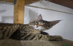 Maine Coon cats for sale: Pedigree Maine Coon boy from tested parents  - Image 7
