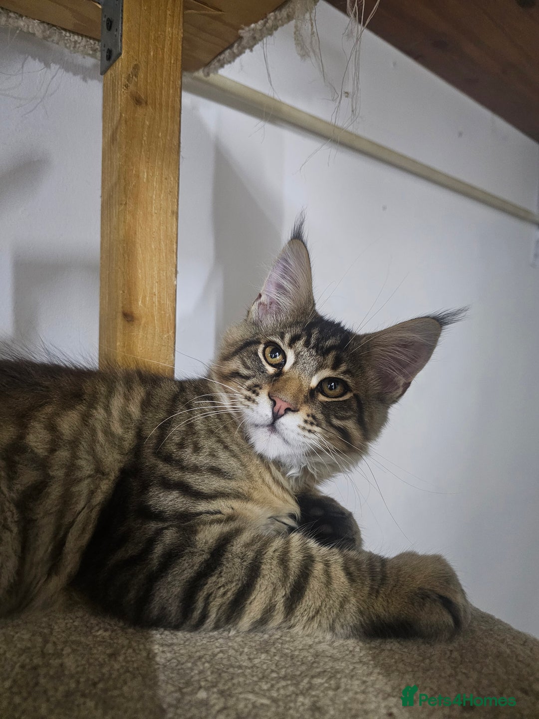 Maine Coon cats for sale: Pedigree Maine Coon boy from tested parents  - Image 7