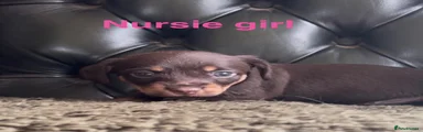 Nursie 