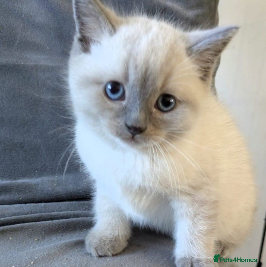 Ragdoll cats British Ragdoll kittens  - Advert 6