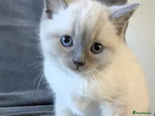 Ragdoll cats British Ragdoll kittens - Advert 6