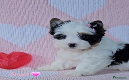 Yorkshire Terrier dogs for sale: Adorable Colourful yorkies 3 LEFT - Image 7
