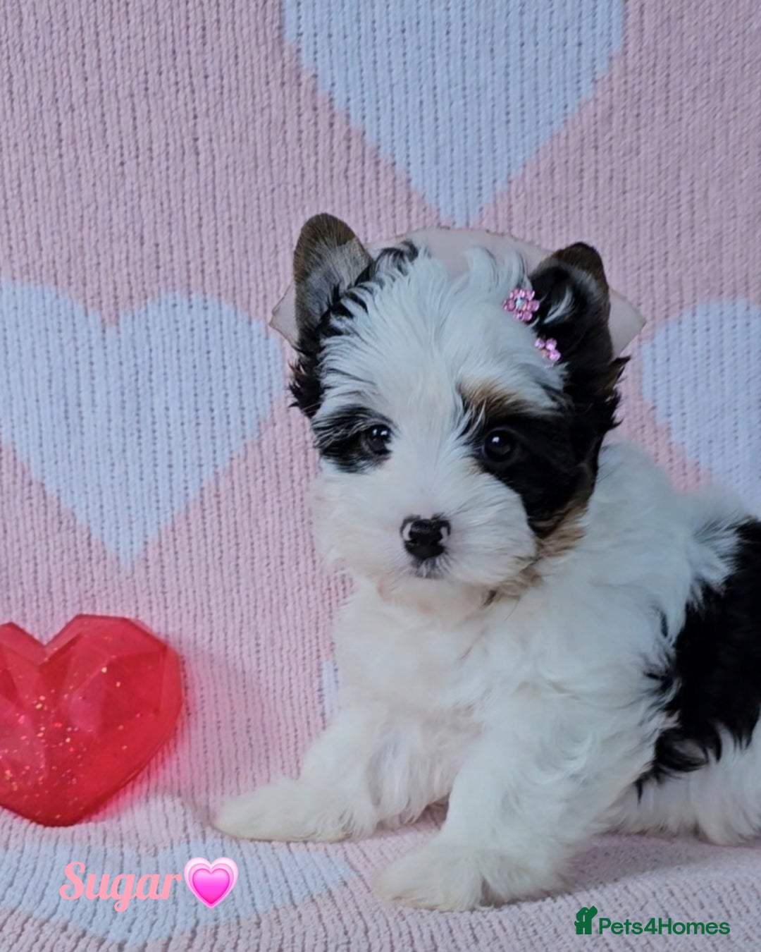 Yorkshire Terrier dogs for sale: Adorable Colourful yorkies 3 LEFT - Image 7
