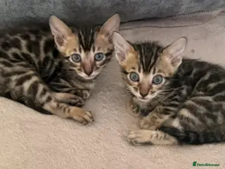 Bengal cats BENGAL 🔥 KITTENS, TICA REGISTERED 🩶 - Advert 15