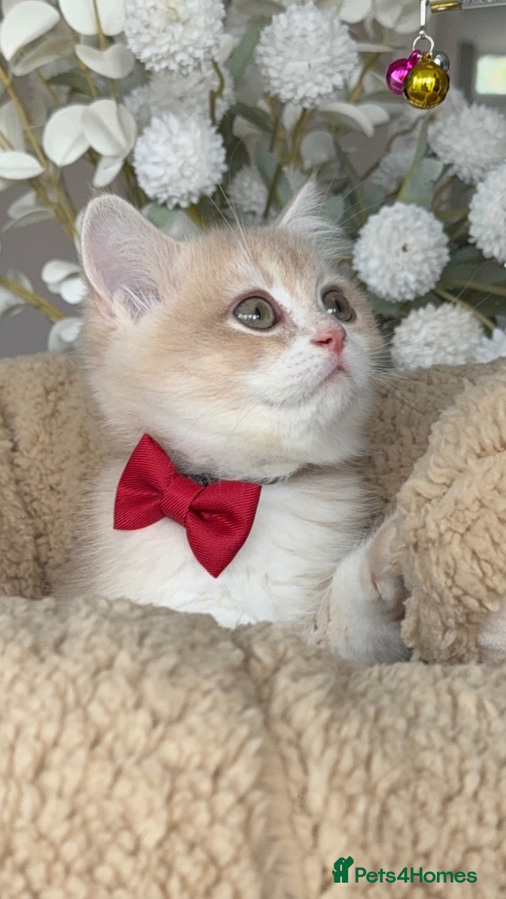 British Shorthair cats REDUCED AND READY NOW Lilac golden boy TICA reg  - Advert 12