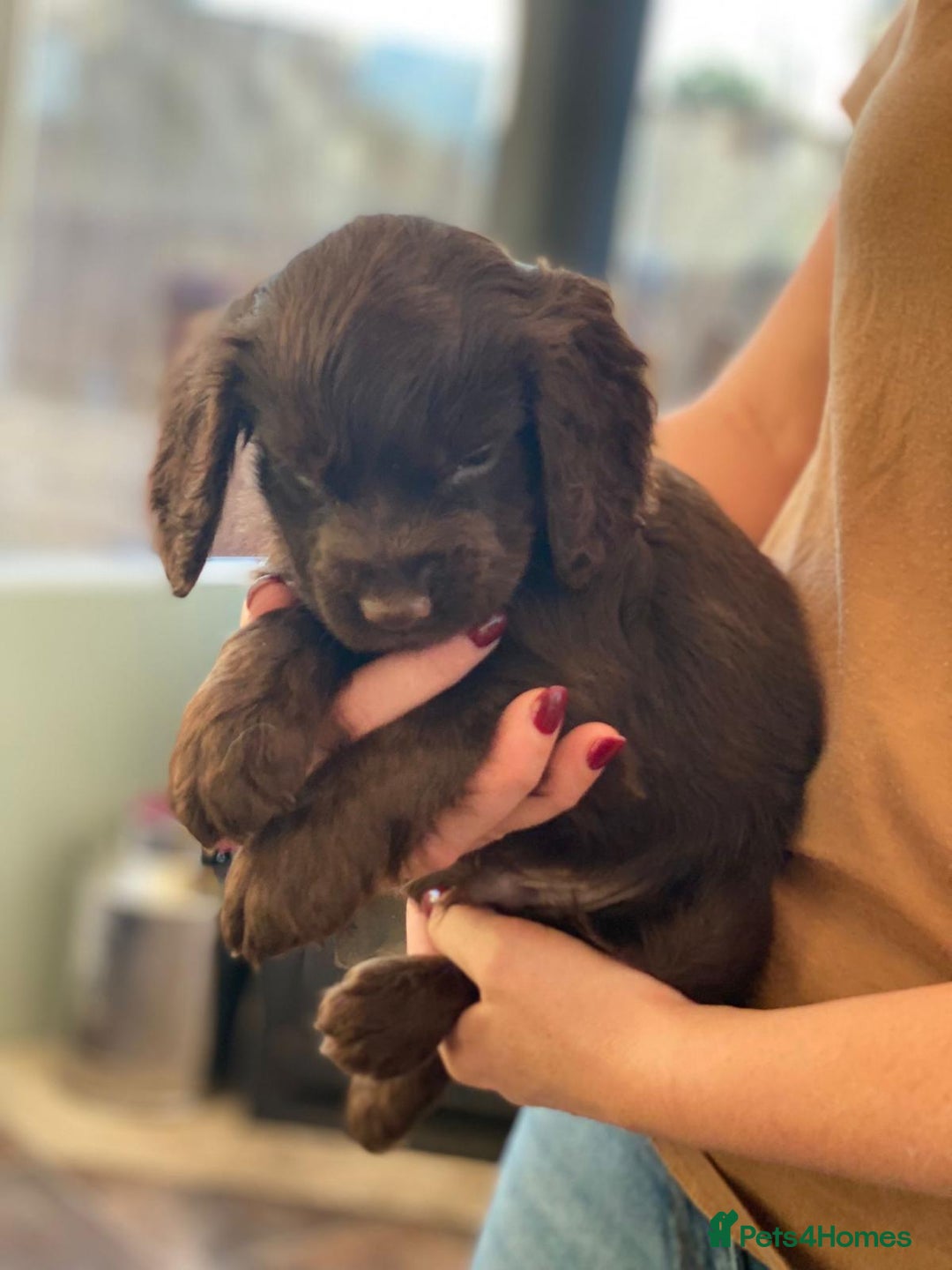 Cocker Spaniel dogs for sale: Beautiful little boy - Image 8