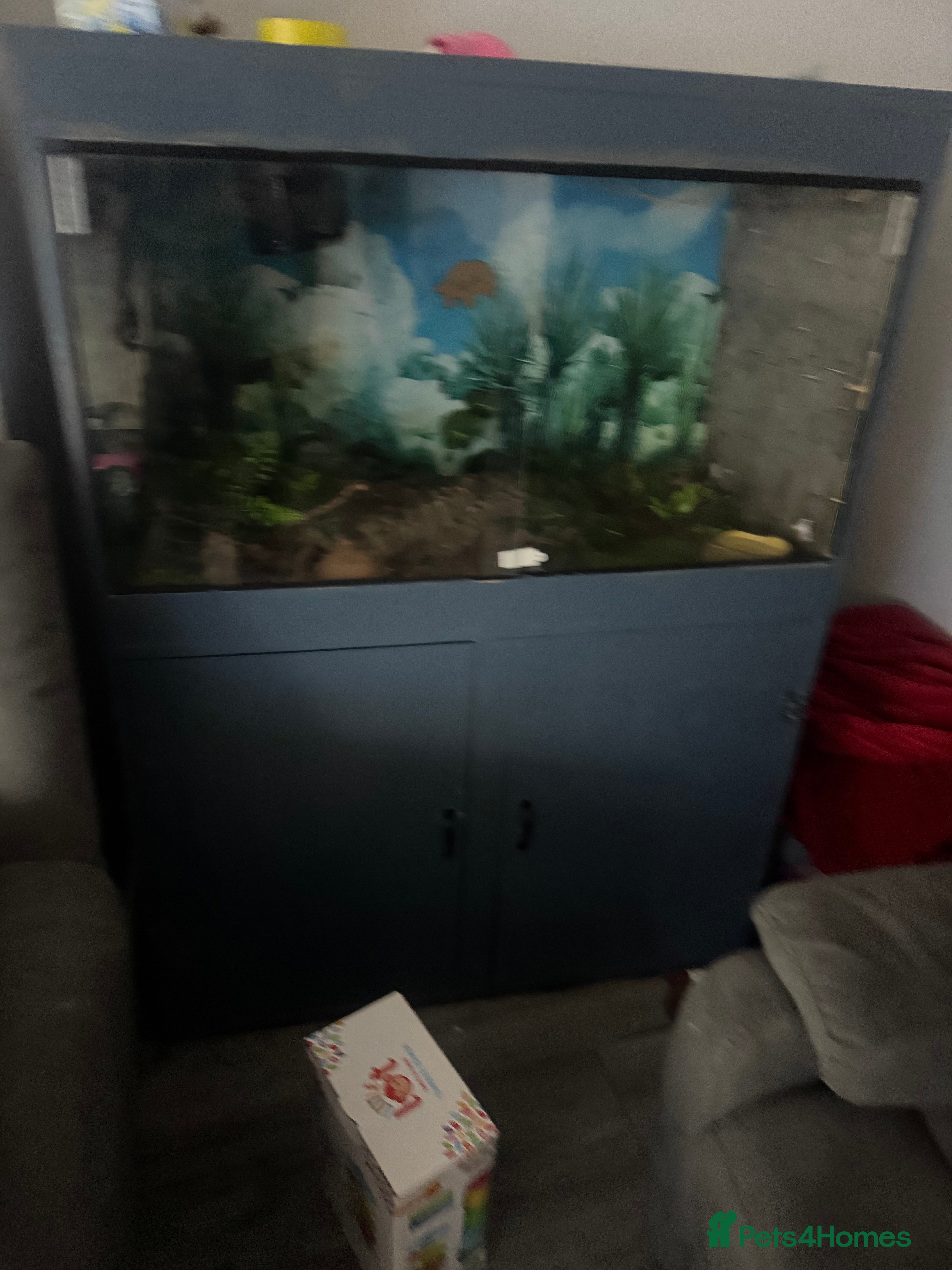 Snake reptiles Royal python with 3foot viv - Advert 2