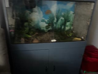 Snake reptiles Royal python with 3foot viv - Advert 1