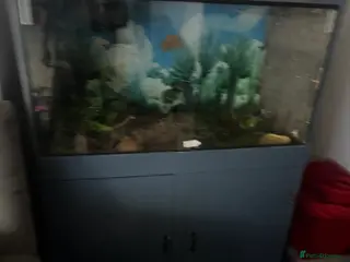 Snake reptiles Royal python with 3foot viv - Advert 14