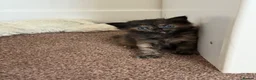 Mixed Breed cats for sale: 4 Kittens – Available 1st August | 3 Boys & 1 Girl in Melksham - Advert 11