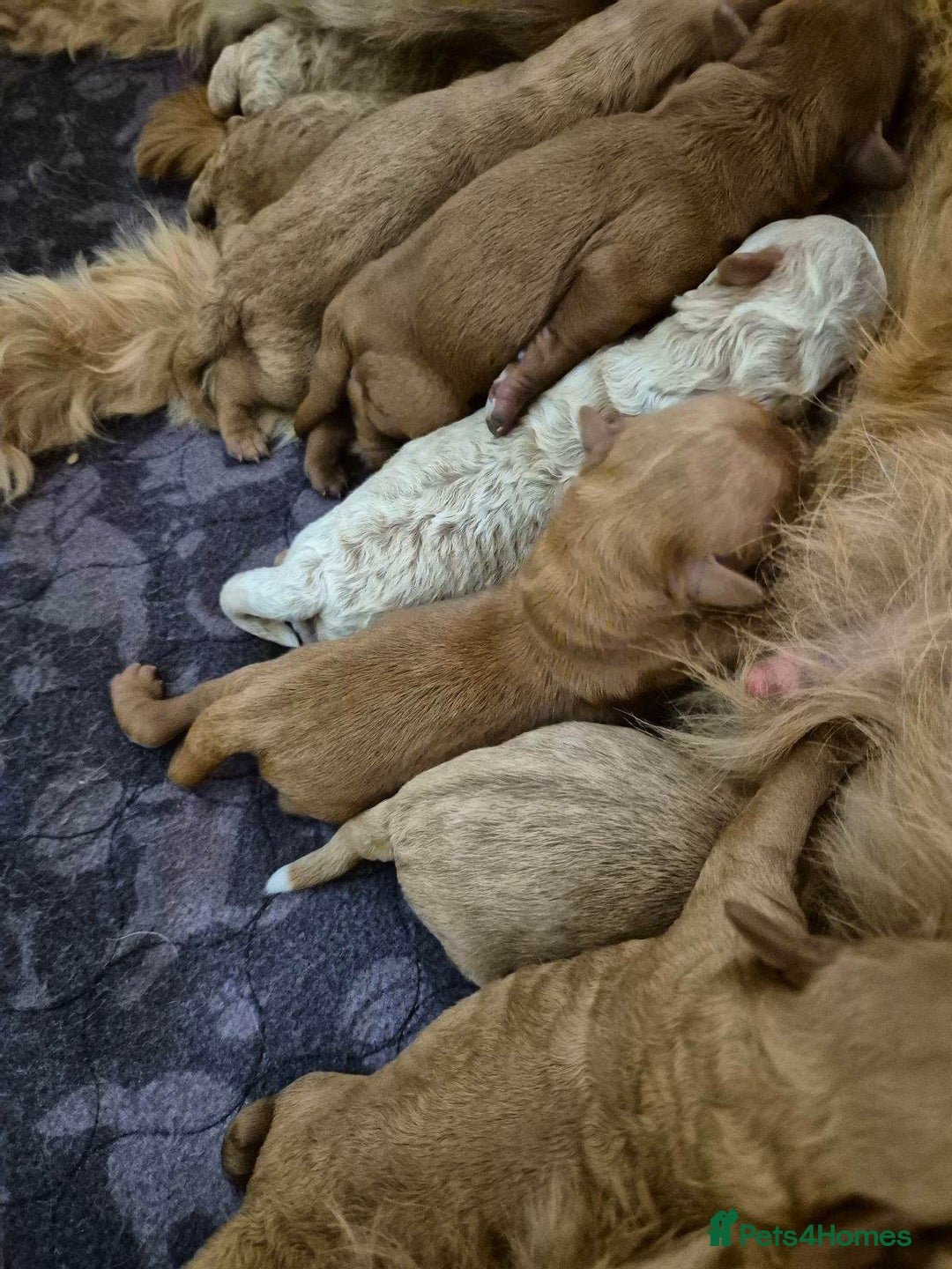 Mini Goldendoodle dogs for sale: F1b mini Groodles - Image 7