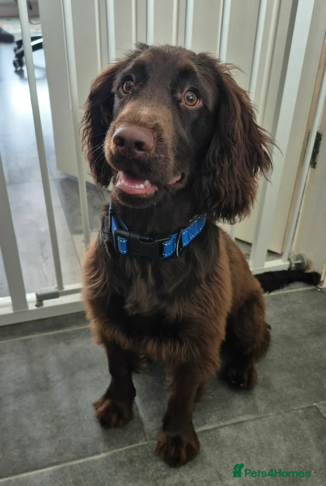 Sprocker dogs for sale: TEDDY sprocker spaniel - Advert 1