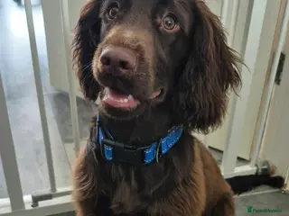 Sprocker dogs TEDDY sprocker spaniel - Advert 2