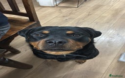 Rottweiler dogs for sale: 2 year old Rottweiler - Advert 6