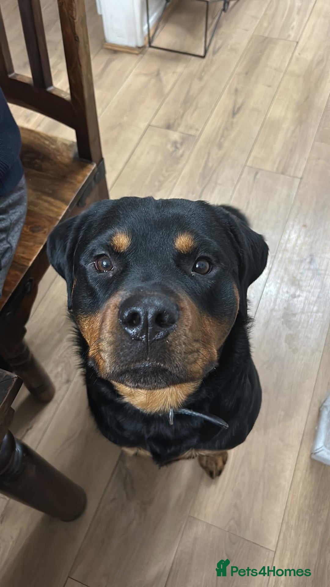 Rottweiler dogs for sale: 2 year old Rottweiler - Advert 6