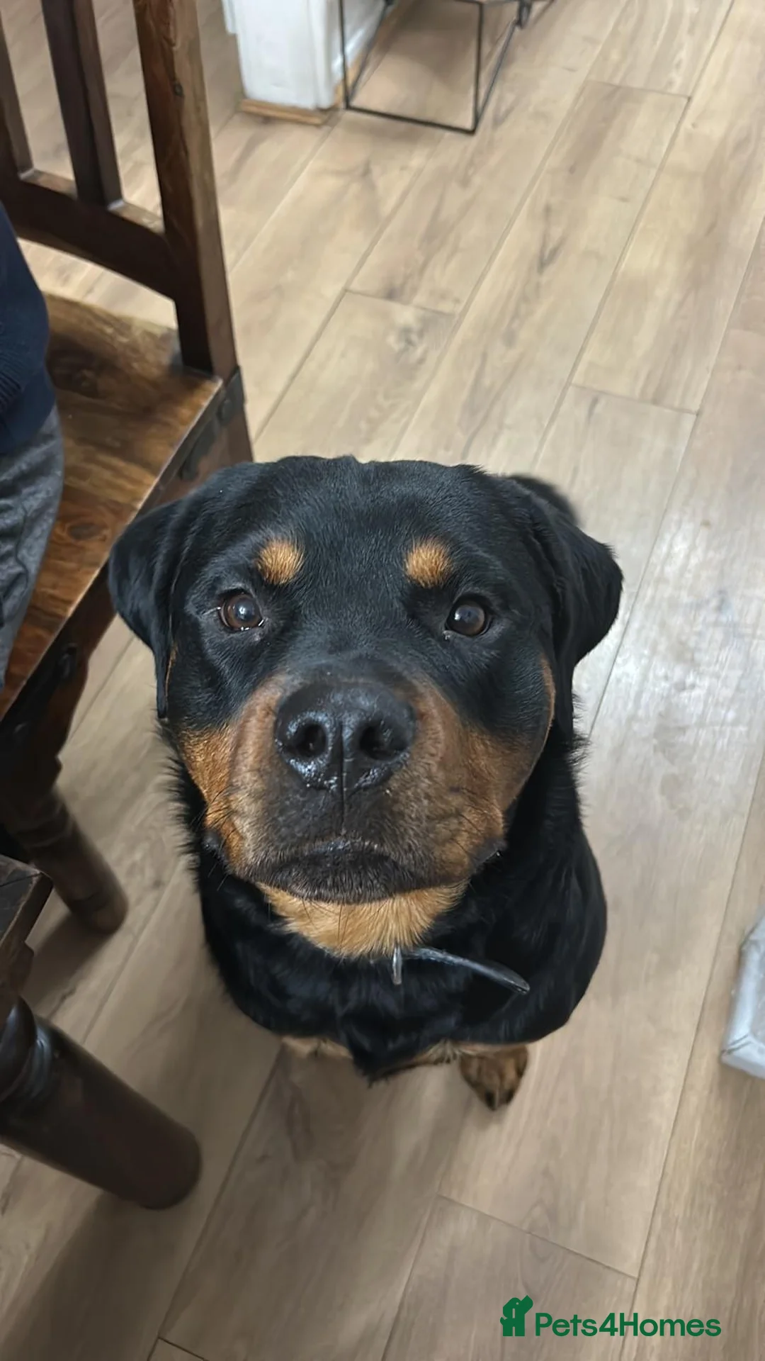 Rottweiler dogs for sale: 2 year old Male Rottweiler - Advert 6