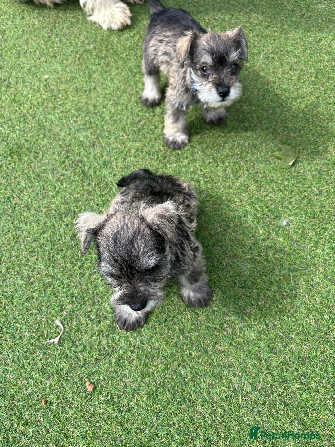 Schnoodle dogs for sale: Stunning litter of Schnoodle pups - Image 17