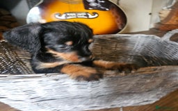 Doxiepoo dogs for sale: Doxipoos puppies mega curly & suited ONLY 2 LEFT  - Image 7