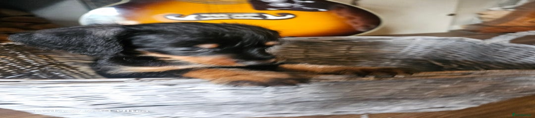 Miniature Doxiepoo Puppy 4