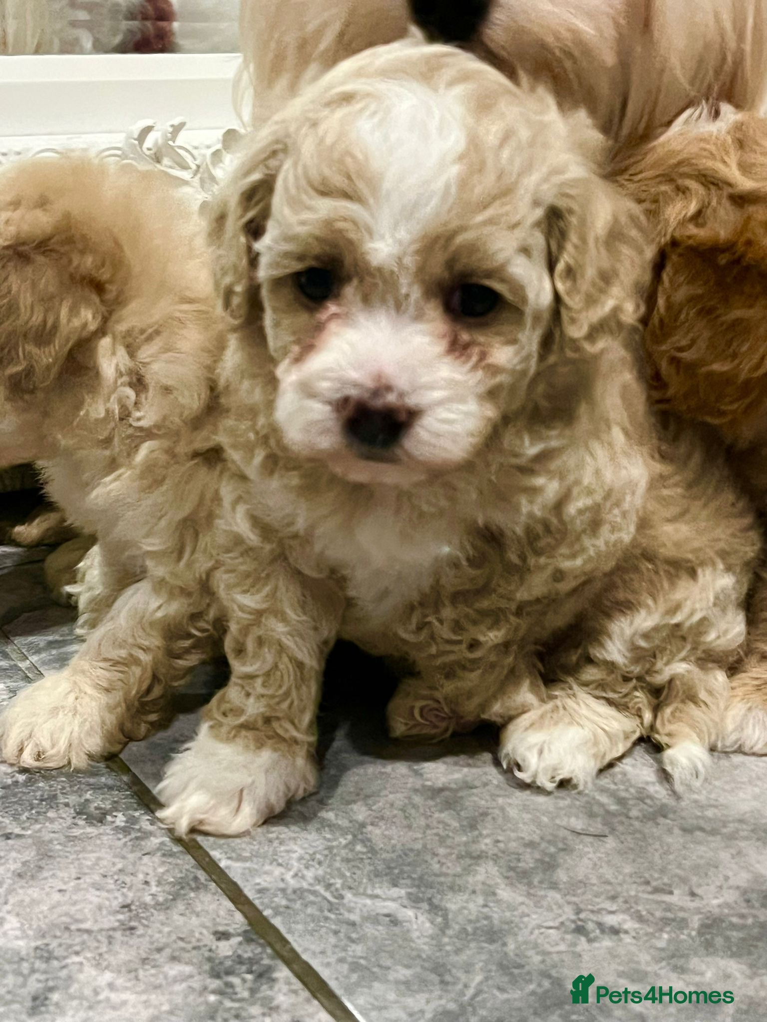 Maltipoo dogs Maltipoo  **  puppies  - Advert 5