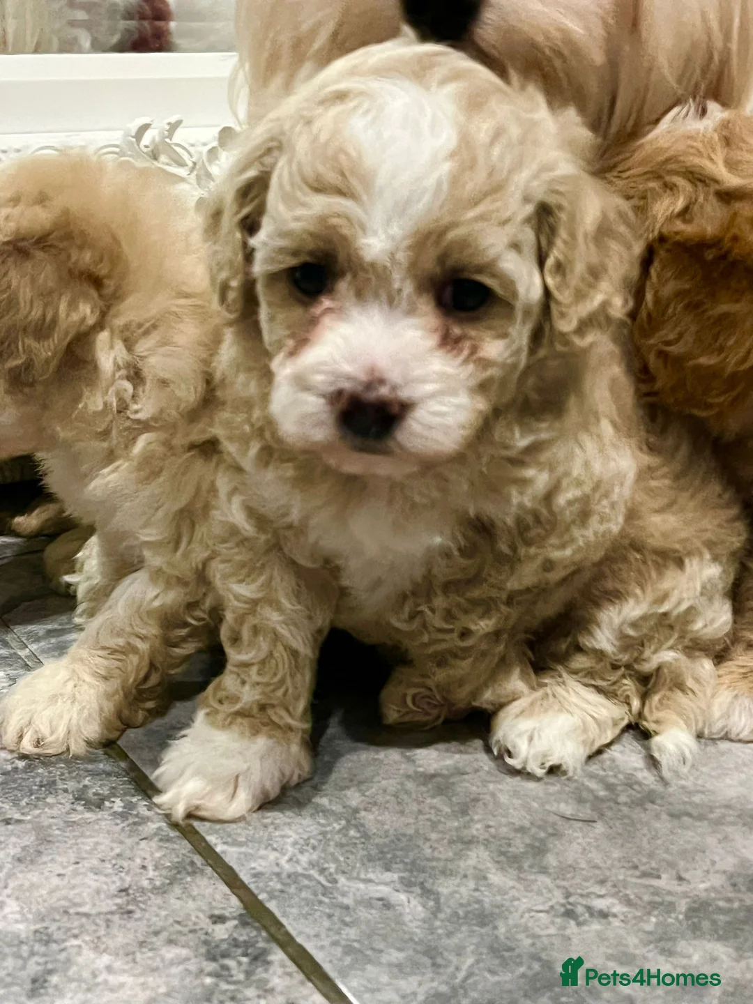 Maltipoo dogs for sale: Maltipoo  **  puppies  - Advert 2