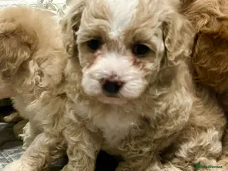 Maltipoo dogs Maltipoo ** puppies - Advert 5