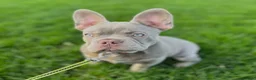 French Bulldog dogs for stud:  Maverick | Pedigree Frenchie Stud in Beverley - Advert 16