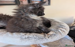 Maine Coon cats for sale: Maine Coon kittens - Image 5
