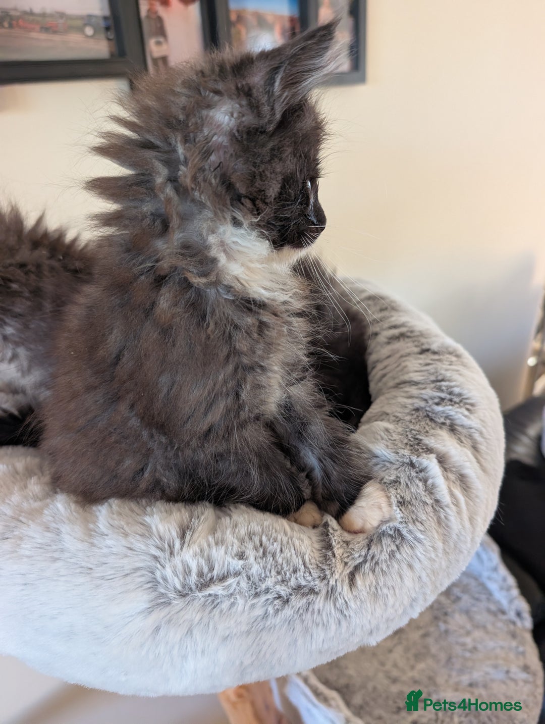 Maine Coon cats for sale: Maine Coon kittens - Image 5