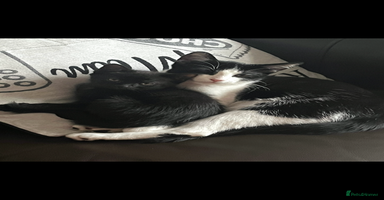 Mixed Breed cats - Advert 7