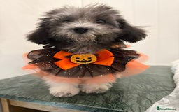 Maltipoo dogs for sale: RARE SILVER Teddy asian Maltipoo FULLY VACCINATED  - Image 9