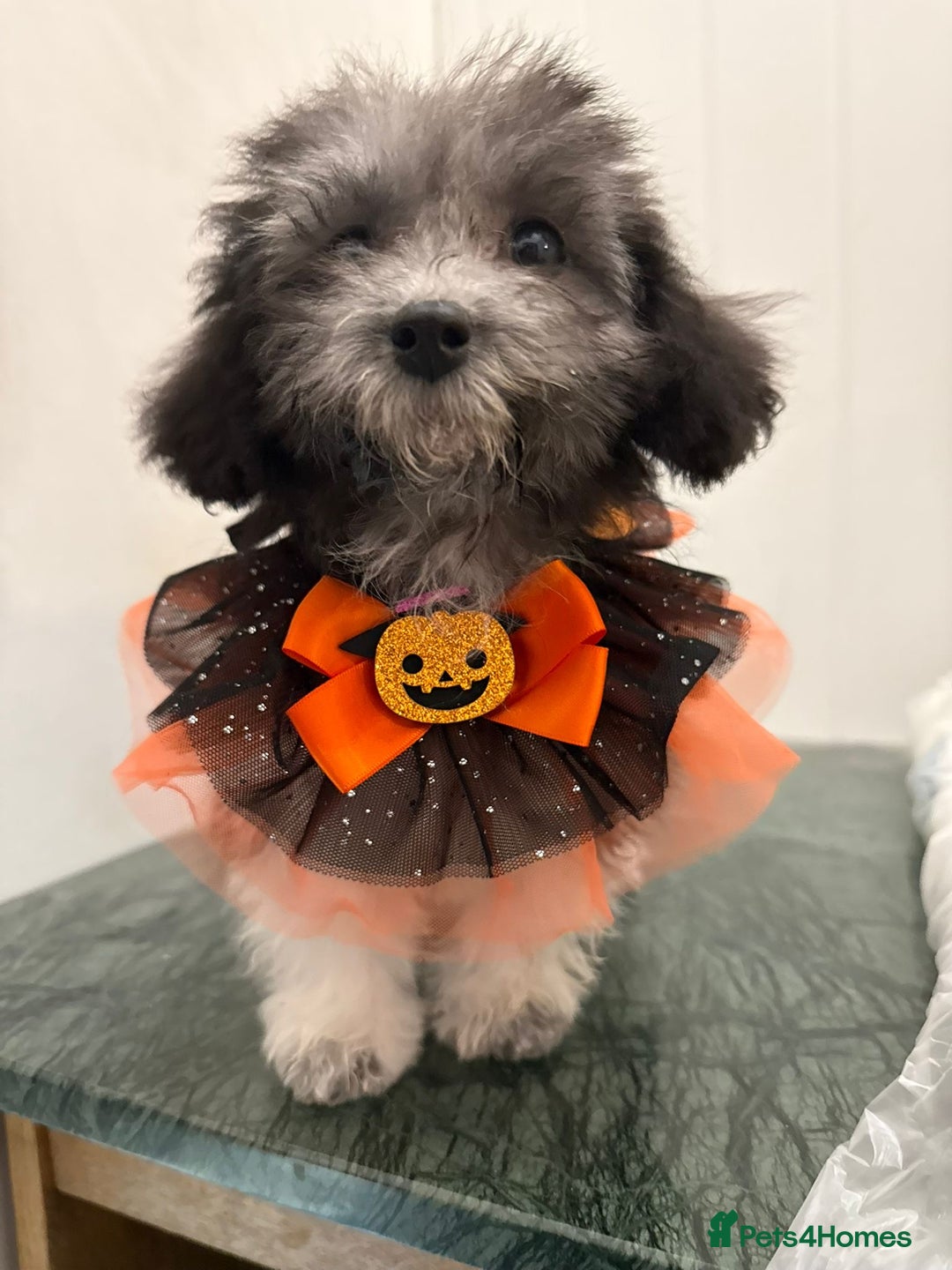 Maltipoo dogs for sale: RARE SILVER Teddy asian Maltipoo FULLY VACCINATED  - Image 9