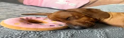 Dachshund dogs for sale: Female Dacshund  - Advert 4