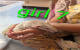 Rat rodents for sale: Adorable dumbo babies  - Image 16