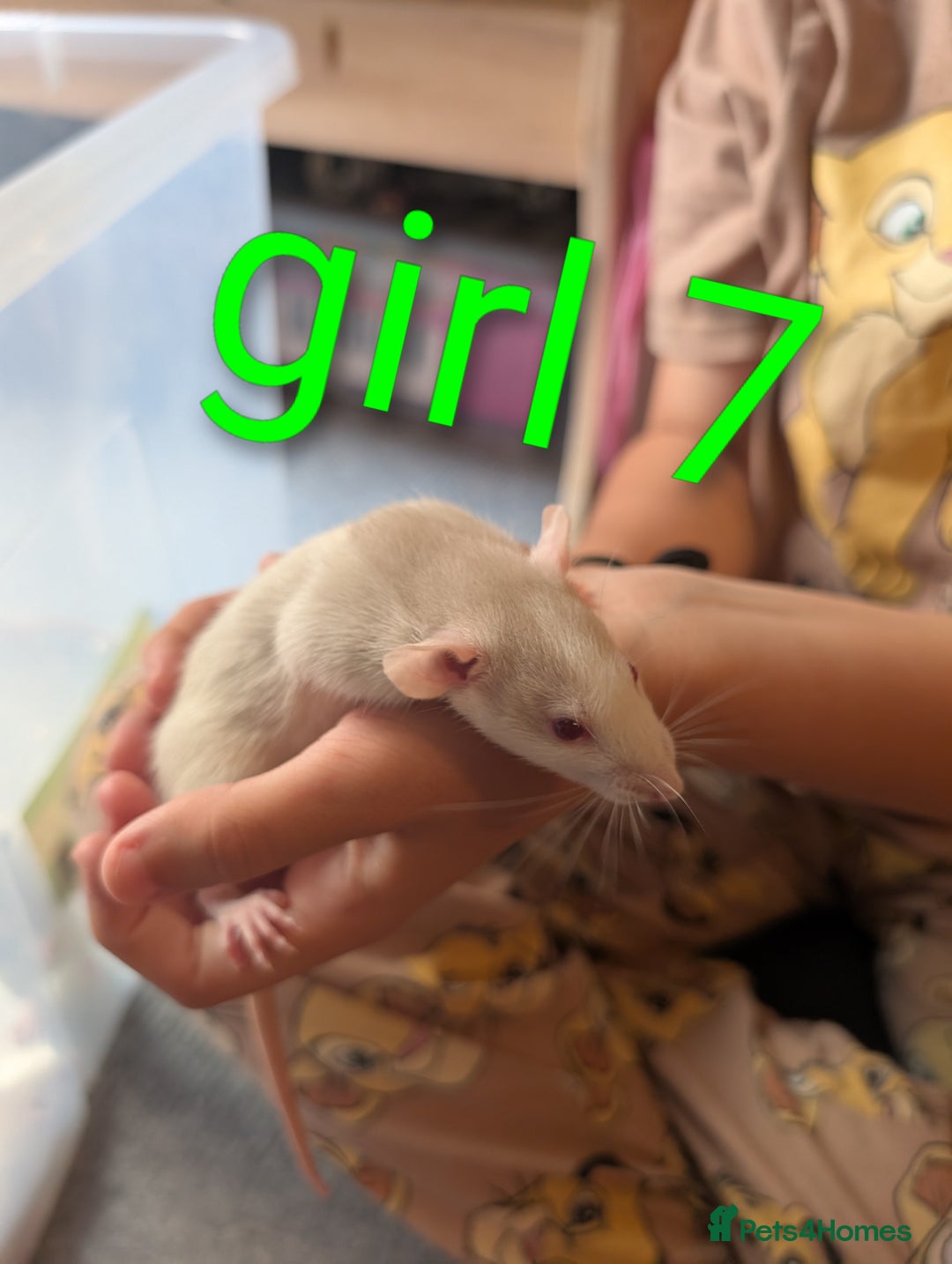 Rat rodents for sale: Adorable dumbo babies  - Image 16