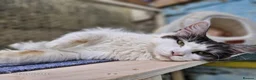 Maine Coon cats for sale: Mollie  - Advert 3