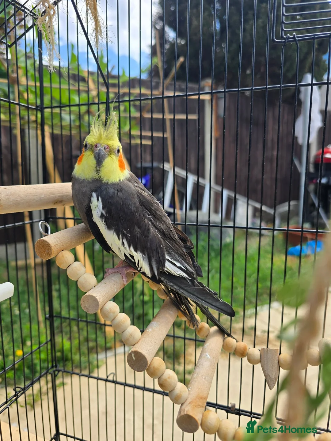 Cockatiels birds for sale: Cockatiel grey with yellow face in Dagenham - Advert 1