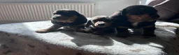 Miniature Dachshund dogs for sale: *** 3 beautiful mini dachshunds ** - Advert 31