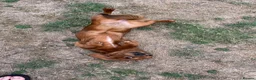 Dachshund dogs for sale: KC registered miniature red dachshund  in Barry - Advert 5