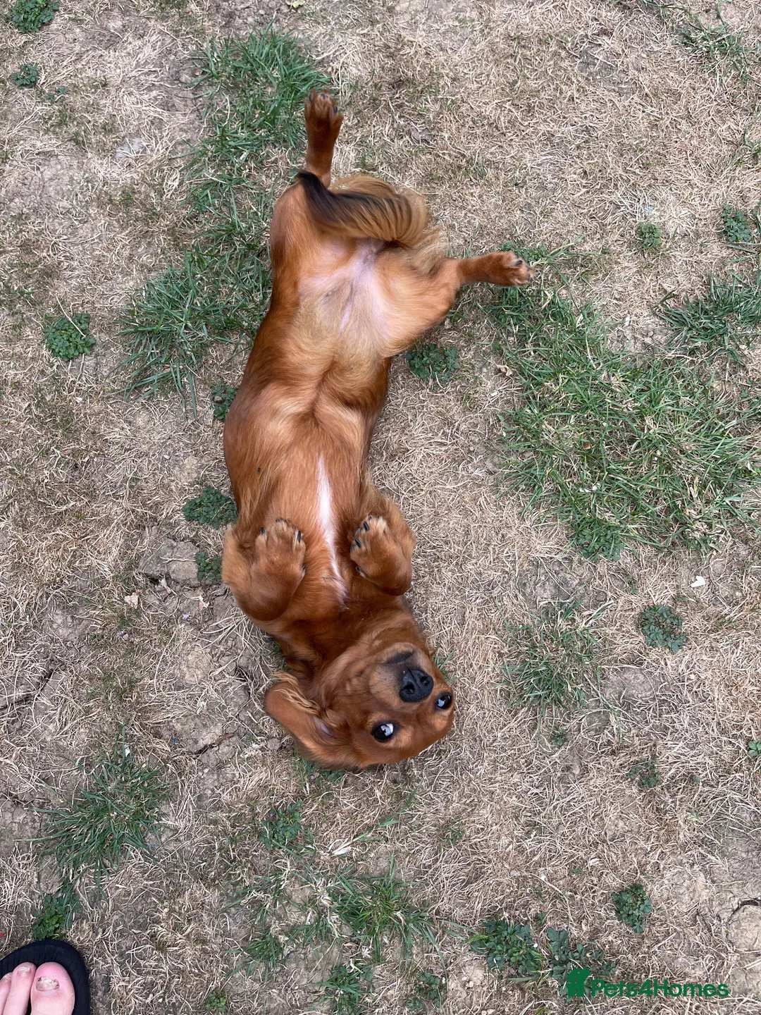 Dachshund dogs for sale: KC registered miniature red dachshund  in Barry - Advert 5