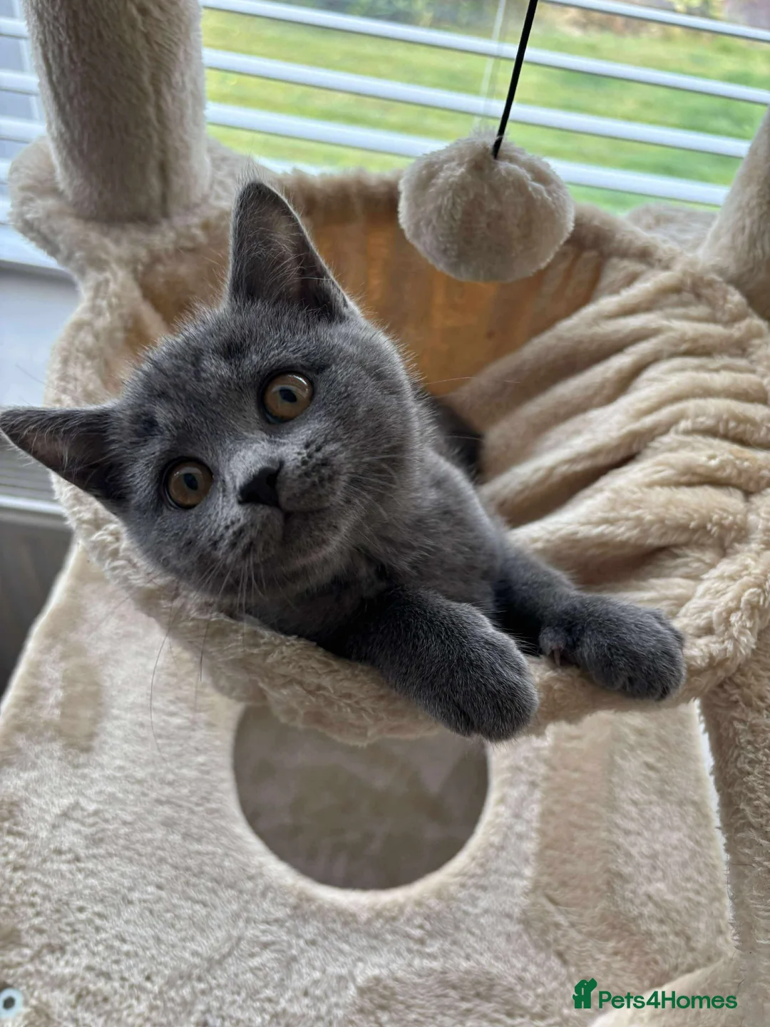 British Shorthair cats for sale: British shorthair, female. - Advert 1