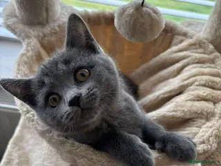 British Shorthair cats British shorthair, female. - Advert 3