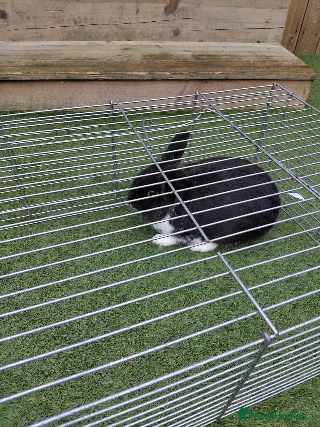 Lionhead rabbits for sale: Elmo the LionHead in Bolton - Advert 1