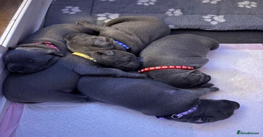 Staffordshire Bull Terrier dogs - Advert 4